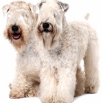 Soft-Coated Wheaten Terrier 2025