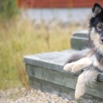 Swedish Lapphund free