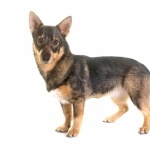 Swedish Vallhund background