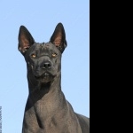 Thai Ridgeback free wallpapers