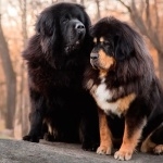 Tibetan Mastiff new wallpaper