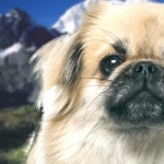 Tibetan Spaniel hd