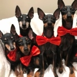 Toy Manchester Terrier free download