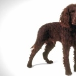 Tweed Water Spaniel 2025