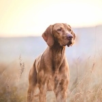 Vizsla new photos