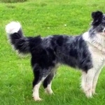 Welsh Sheepdog download