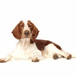 Welsh Springer Spaniel pic