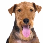 Welsh Terrier pic