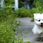 West Highland White Terrier hd pics