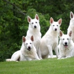 White Shepherd 2025