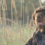 Wirehaired Pointing Griffon download wallpaper