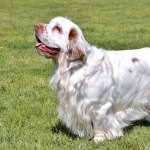 Alpine Spaniel pics