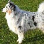 Australian Shepherd widescreen