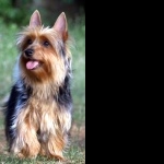 Australian Silky Terrier new wallpapers