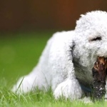 Bedlington Terrier pics