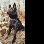 Black Norwegian Elkhound desktop