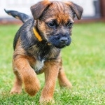 Border Terrier new wallpapers