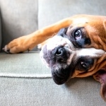 Boxer breed high definition photo