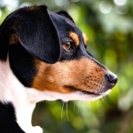 Brazilian Terrier free wallpapers