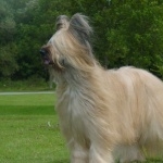 Briard new wallpaper