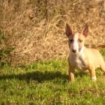 Bull Terrier (Miniature) wallpaper