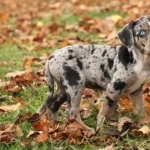 Catahoula Cur funny