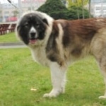 Caucasian Shepherd Dog new wallpaper