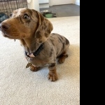 Dachshund photo