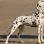 Dalmatian breed free