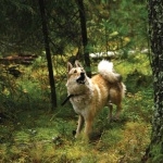 East Siberian Laika high definition photo