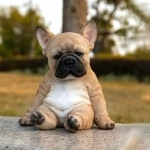 French Bulldog high definition photo