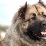 Georgian Shepherd Dog cute