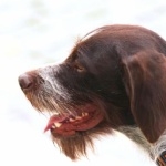 German Longhaired Pointer download wallpaper