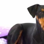 German Pinscher image