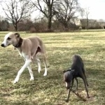 Greyhound full hd