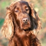 Irish Setter background