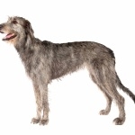 Irish Wolfhound free wallpapers