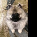 Keeshond full hd