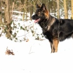 King Shepherd new wallpaper