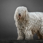 Komondor high quality wallpapers