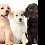 Labrador Retriever high definition wallpapers