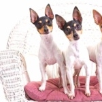 Miniature Fox Terrier image