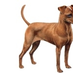 Miniature Pinscher background