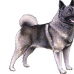 Norwegian Elkhound cute