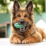 Old German Shepherd Dog funny