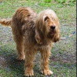 Otterhound free wallpapers