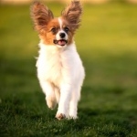 Papillon breed high definition photo