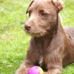 Patterdale Terrier hd pics