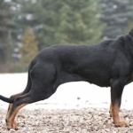 Polish Hunting Dog full hd