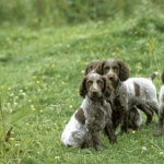 Pont-Audemer Spaniel hd wallpaper